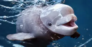 Three beluga whales just died at one of America’s top-rated aquariums