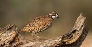 Wild animals can’t vote. Here’s where they’re on the ballot anyway.