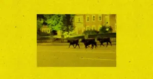 A truck full of cows crashed in Kansas City. It reveals a bigger everyday horror.